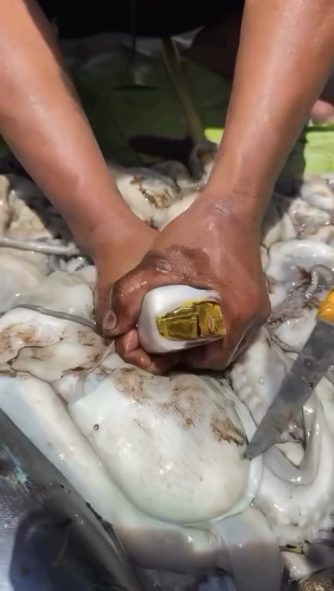 roughrexx's tweet photo. OMG, this is actually shocking!!! My cousin went fishing at the beach and came back with a bunch of fish. But when he cut them open and saw THIS… 😳😱 Bro might become super rich this time! https://t.co/belfzwqQ3J