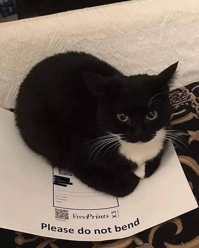 PunchingCat's tweet photo. https://t.co/9dm9cL51zg