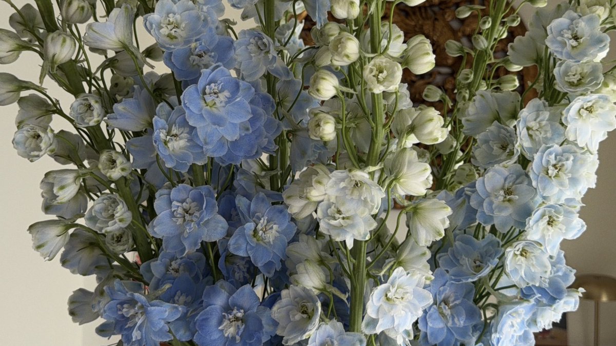 thatbiggguy's tweet photo. Do you like flowers? https://t.co/M3h5Bsv4FK