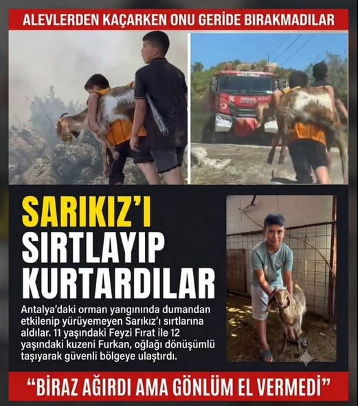 TOPRAK_2_'s tweet photo. ALEVLERDEN BİR CAN ÇIKARDILAR
Antalya’nın Serik ilçesinde orman yangınının ortasında çekilen görüntüler, alevlerin bıraktığı acının içinde insanın içini ısıtan bir hikâyeye dönüştü. 11 yaşındaki Feyzi Fırat Aksay ile 12 yaşındaki kuzeni Furkan Aslan, yürümekte güçlük çeken “Sarıkız” adlı keçiyi geride bırakmadı. İki çocuk, Sarıkız’ı dönüşümlü olarak sırtlarına alıp yangın bölgesinden güvenli alana taşıdı.
Serik’in Sarıabalı Mahallesi’ne bağlı Yemişlitahta, Hacıveliler ve Çiftlik mevkilerinde çıkan yangın yaklaşık 9 saatlik mücadelenin ardından kontrol altına alındı. Alevler Deniztepesi Mahallesi’ne de kısmen sıçrarken, ilk belirlemelere göre biri boş 6 ev yandı; seralar ve tarım alanları zarar gördü. Yerleşim yerlerinin tehdit altında kalması üzerine vatandaşlar hayvanlarıyla birlikte bölgeden tahliye edildi.
Tam bu sırada Feyzi ile Furkan’ın baktıkları hayvanlardan biri yürümekte zorlandı. Feyzi’nin kendi büyüttüğü ve “Sarıkız” adını verdiği keçiydi bu. Onu orada bırakmak yerine omuzlarına aldılar. Önce Feyzi taşıdı, yorulunca Furkan devraldı. İki kuzen Sarıkız’ı dönüşümlü taşıyarak alevlerden uzaklaştırdı.
Feyzi, yaşadıklarını çocukça birkaç cümleyle anlattı: “Adı Sarıkız. Kucaklayıp taşıdım. Onu çok seviyorum.” Furkan ise yolculuğu, “Yarısına kadar o taşıdı, yarısına kadar ben” sözleriyle anlattı.
Yangın geride yanan evler, zarar gören tarlalar ve simsiyah bir coğrafya bıraktı. Ama o karanlık tablonun içinden başka bir görüntü de kaldı: Biri 11, diğeri 12 yaşında iki çocuk ve sırtlarında taşıdıkları Sarıkız.
Bazen umut, büyük sözlerle değil; alevlerden kaçarken bir canı geride bırakmamaktır. Sedat Kaya..