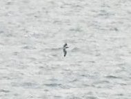 KentishPlover's tweet photo. KOS Weekly Highlights: an excellent week in Kent headlined by a photographed Brown Booby. But there was lots more like Red-necked Phalarope, Glossy Ibis, Golden Oriole and Night-heron, plus other good sea-watching records. See https://t.co/V1HHa0hNEC for details. #kentbirding https://t.co/9tQT8iKq89