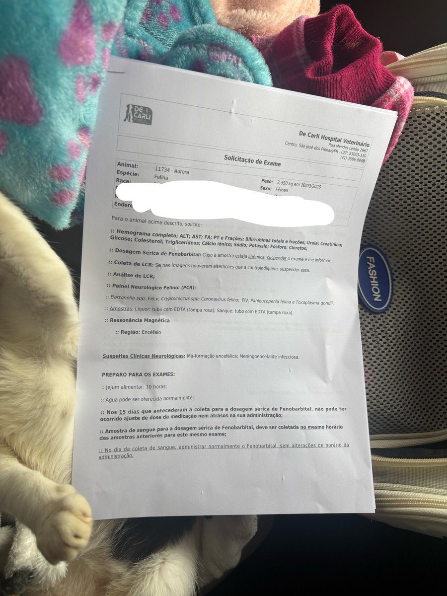sonzapetsch's tweet photo. aqui estão todos os exames que a doutora pediu 😢 eu não sei oq fazer pq uma ressonância é CARÍSSIMA eu demorei meses pra conseguir o valor da antiga que ela fez.. e o pior é pensar que enquanto demora ela pode entrar no cio e convulsionar a qualquer momento https://t.co/oplyuxsCkq