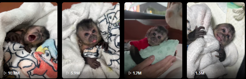 mslate55's tweet photo. This is good reminds of punch

This little monkey is going insanely viral

His name is Gutjang, And he was abandoned by his mother EXACTLY like punch, finding comfort in his plushie REFUSING TO LET IT GO

Has MILLIONS OF VIEWS

https://t.co/wtT4GVk4Mf

https://t.co/LAdzhzOn6w
