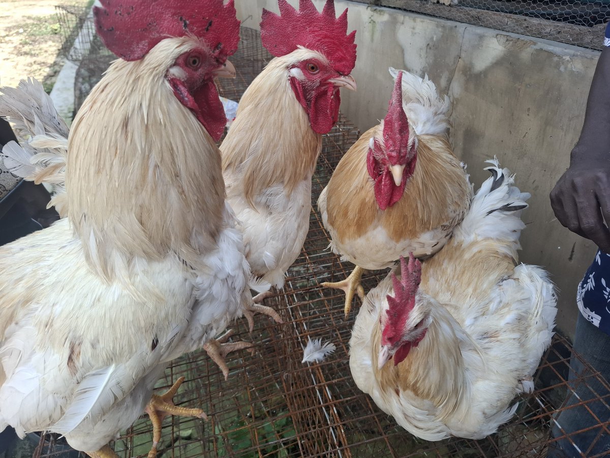 Ajiloreakindamo's tweet photo. Cockerels on sale @AroajiFarms π π
Dm for more info!!! π
#Poultry #FoodSecurity #GrowWithUs https://t.co/qtGZOOucCM