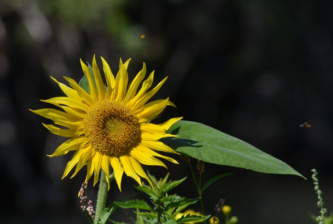 NeoResistant's tweet photo. #FleurisTonFil
Le tournesol, une plante introduite en Europe au XVIème siècle par les Espagnols
#photographie #photography https://t.co/We9A3hXe44