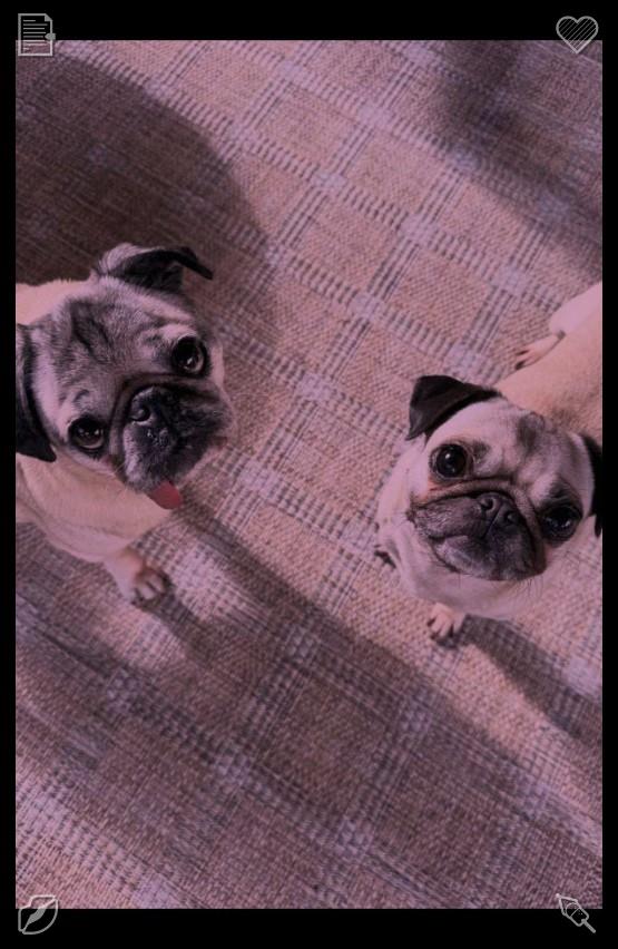 waltermera27's tweet photo. Little dogs join in as people tidy up the room, wandering about with curiosity. Their adorable company turns mundane chores into something no longer dull or wearisome.🦻Apple and cream treat Cream, included https://t.co/3JGpvzUiH5