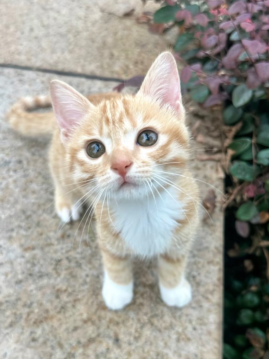 catsworldaura's tweet photo. https://t.co/mAvY0T9TDJ