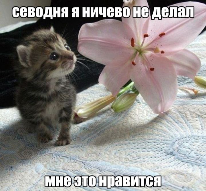 viktoriaprwz's tweet photo. #cat #fp https://t.co/8aOvohtXkh