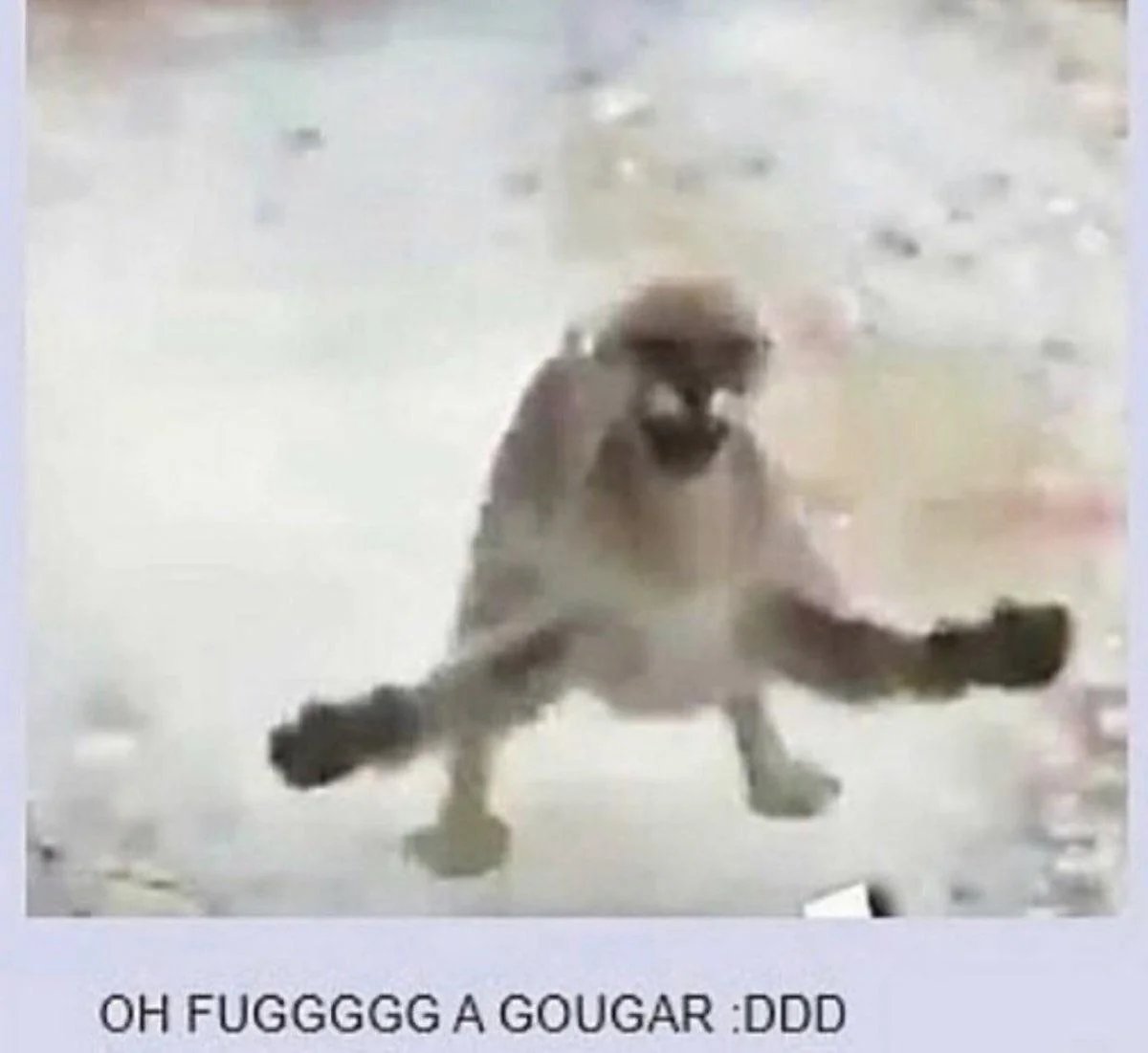 fugrub2's tweet photo. OH FUGGGGG A GOUGAR :DDD https://t.co/wVJwQIGd5p