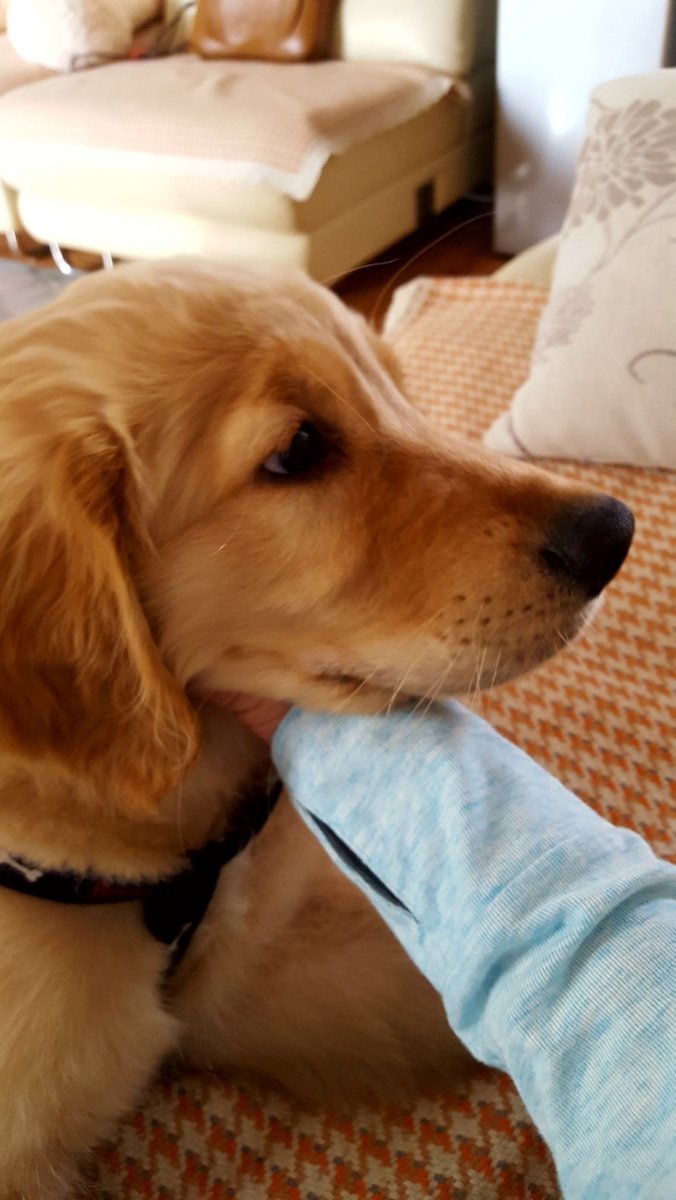 ZofiaPili's tweet photo. Mi perro me acompaa en cada momento, hace que los días sean más cálidos https://t.co/4fFEe81Z83