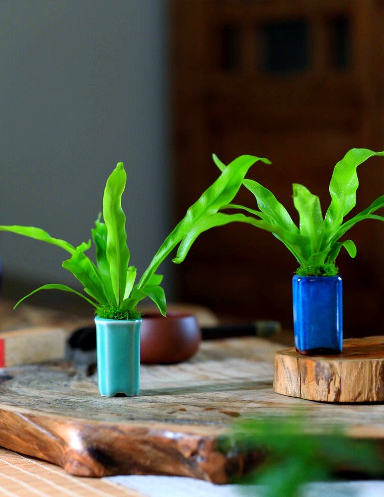 YasukoHurdle's tweet photo. Recuerda regar tus plantas de interior solo cuando la tierra esté seca; así evitarás encharcamientos y tus hojas lucirán sanas y verdes. https://t.co/1X2l0SBSer