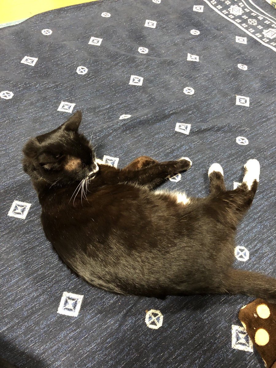 PETHELP1997's tweet photo. ⚠️【猫を探しています】⚠️ 拡散希望⚠️

日時・8月29日から迷子猫

場所・福岡県・北九州市・小倉南区・西水町

名前・くーちゃん(メス)

情報・年齢12歳・首輪有り(赤・ピンク色の首輪)※外れている可能性あり

特徴・人懐っこい

見かけたらご連絡お願いします🙌

#迷子猫 #猫 #ペット探偵 #猫探偵 #迷子ペット #拡散希望 #福岡県 #北九州市 #小倉南区 #西水町