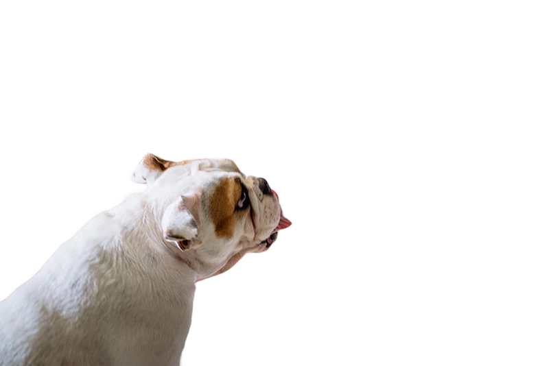 FeynAI's tweet photo. Introducing MultiMatte, a background removal model you can aim with words. Name an object in your image, MultiMatte keeps just that thing and cuts the rest.

Same photo, three prompts: the dog, the dog bowl, the jeans.

Try it out: https://t.co/Q15K3xjGCX https://t.co/YmMKSpjVnm