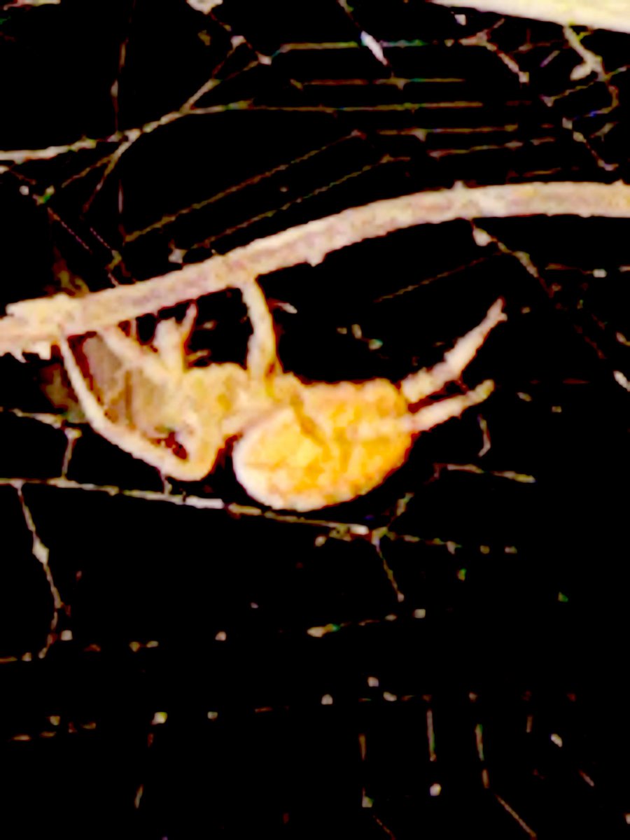 Flawwed1Art's tweet photo. @XChainCaravan @Karvan_io @Star_Forge_Pool @FlowerDenNFT @crypto_relic @adamKDean @Drew_Aces @CardanoShepherd @Calidrew Yet another 2 inch long spider living at the edge of the porch. That I sit on all the time. I’ve been trying for days to get decent shots of this one, but hasn’t quite worked out yet. I figured I’d still share them.

#Karvan #Caravan #StarForge https://t.co/Vkt1Hv0tuu