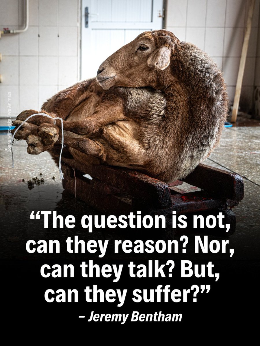 teamveganfta's tweet photo. Why do we treat animals as if they feel nothing? 💔

📸 wiltoska (IG) | @WeAnimals 

#bestquotes #philosophy #veganquotes https://t.co/78v0uggO4g