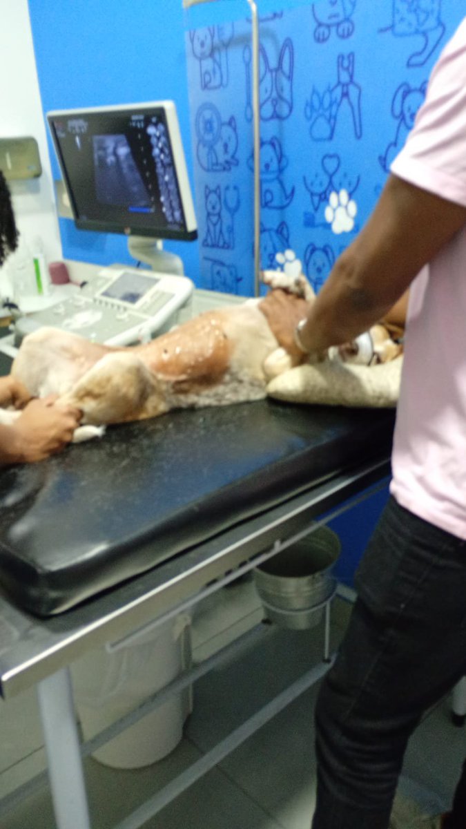 thaiannax's tweet photo. ATUALIZAÇÃO DA CACAU  PRECISAMOS DE AJUDA! 

Peço desculpas pela demora para trazer notícias da Cacau. Estava esperando os resultados dos exames saírem para poder contar tudo para vocês com mais segurança. As imagens da ultrassonografia ainda não ficaram prontas+ https://t.co/I6hwkgCdNW