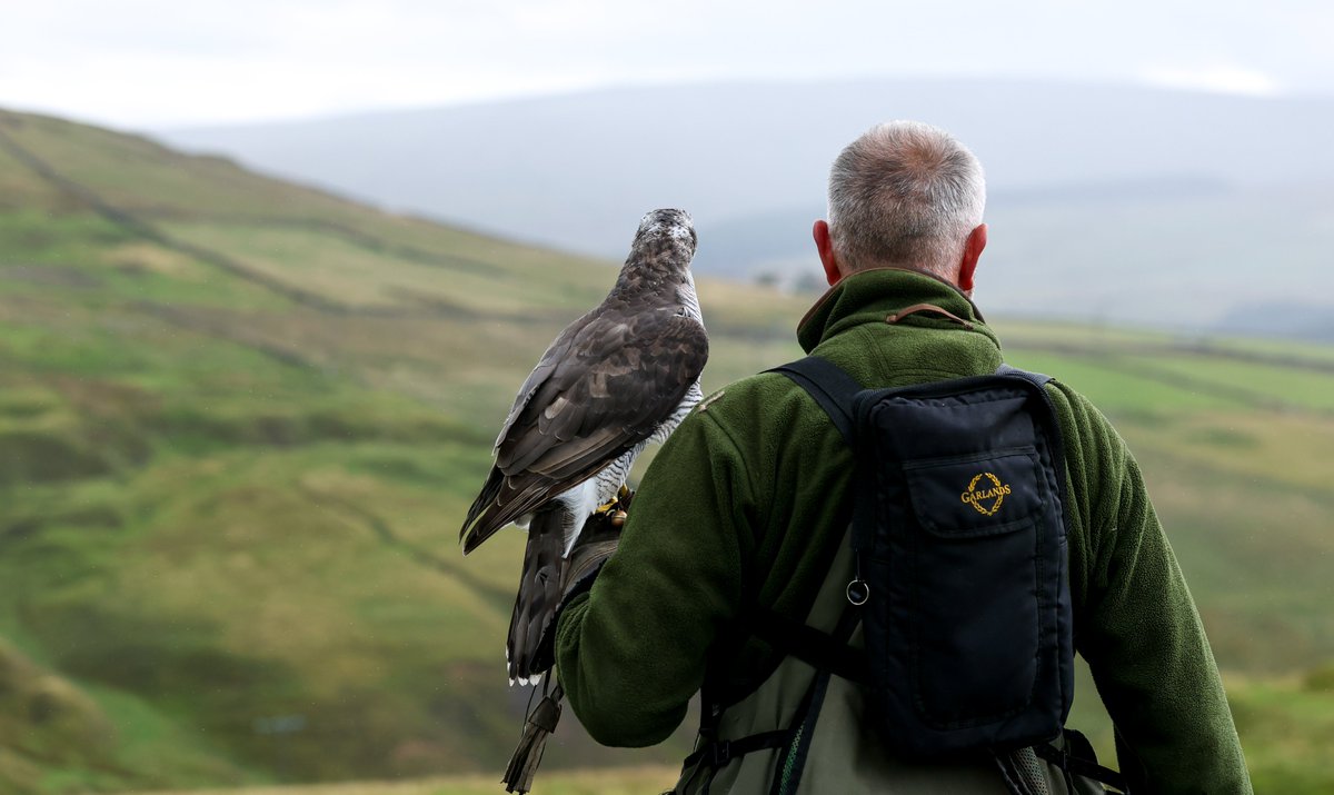 Gsxr1000UKKO's tweet photo. Been out with an old friend :)
#goshawk #bop #falconry https://t.co/B49OmE1ji4