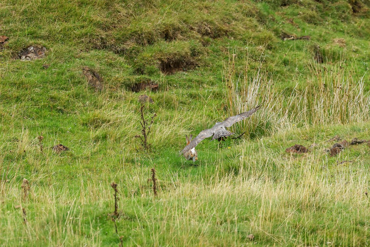 Gsxr1000UKKO's tweet photo. Been out with an old friend :)
#goshawk #bop #falconry https://t.co/B49OmE1ji4