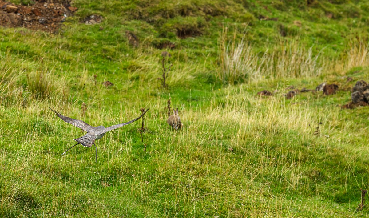 Gsxr1000UKKO's tweet photo. Been out with an old friend :)
#goshawk #bop #falconry https://t.co/B49OmE1ji4