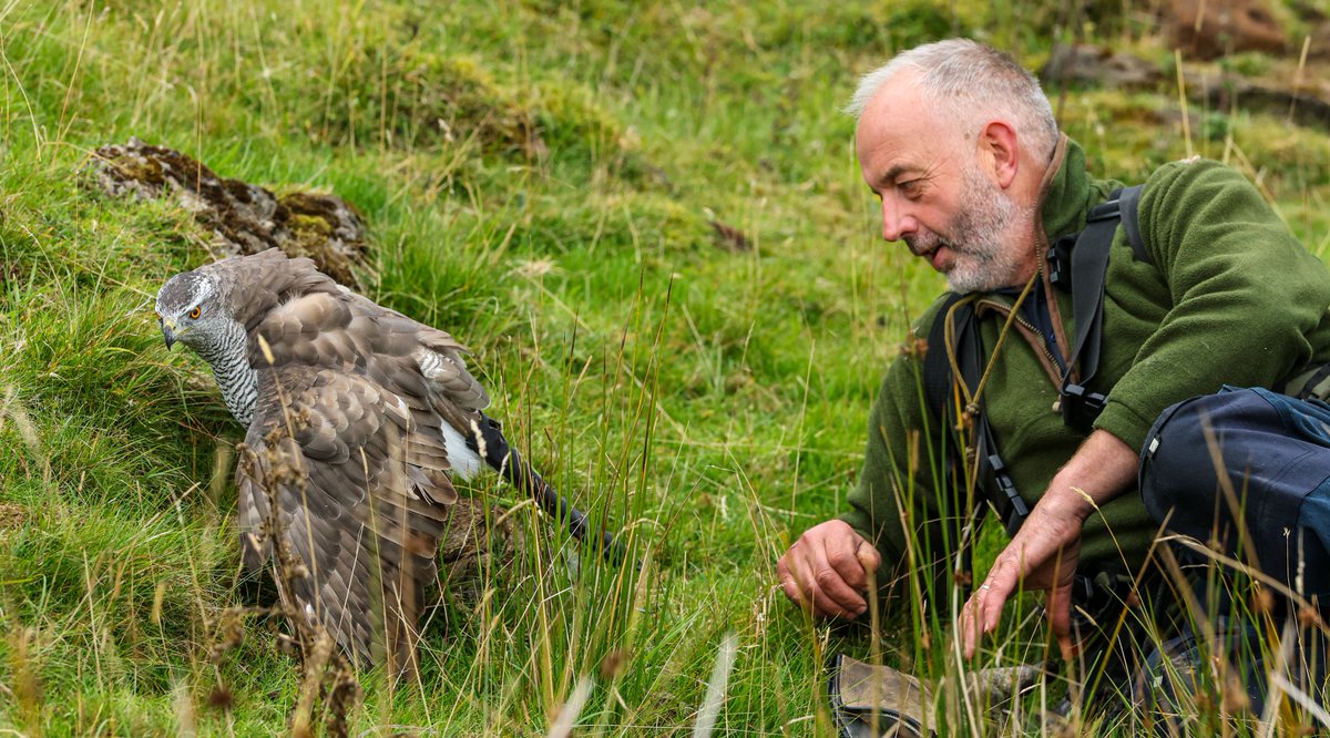 Gsxr1000UKKO's tweet photo. Been out with an old friend :)
#goshawk #bop #falconry https://t.co/B49OmE1ji4