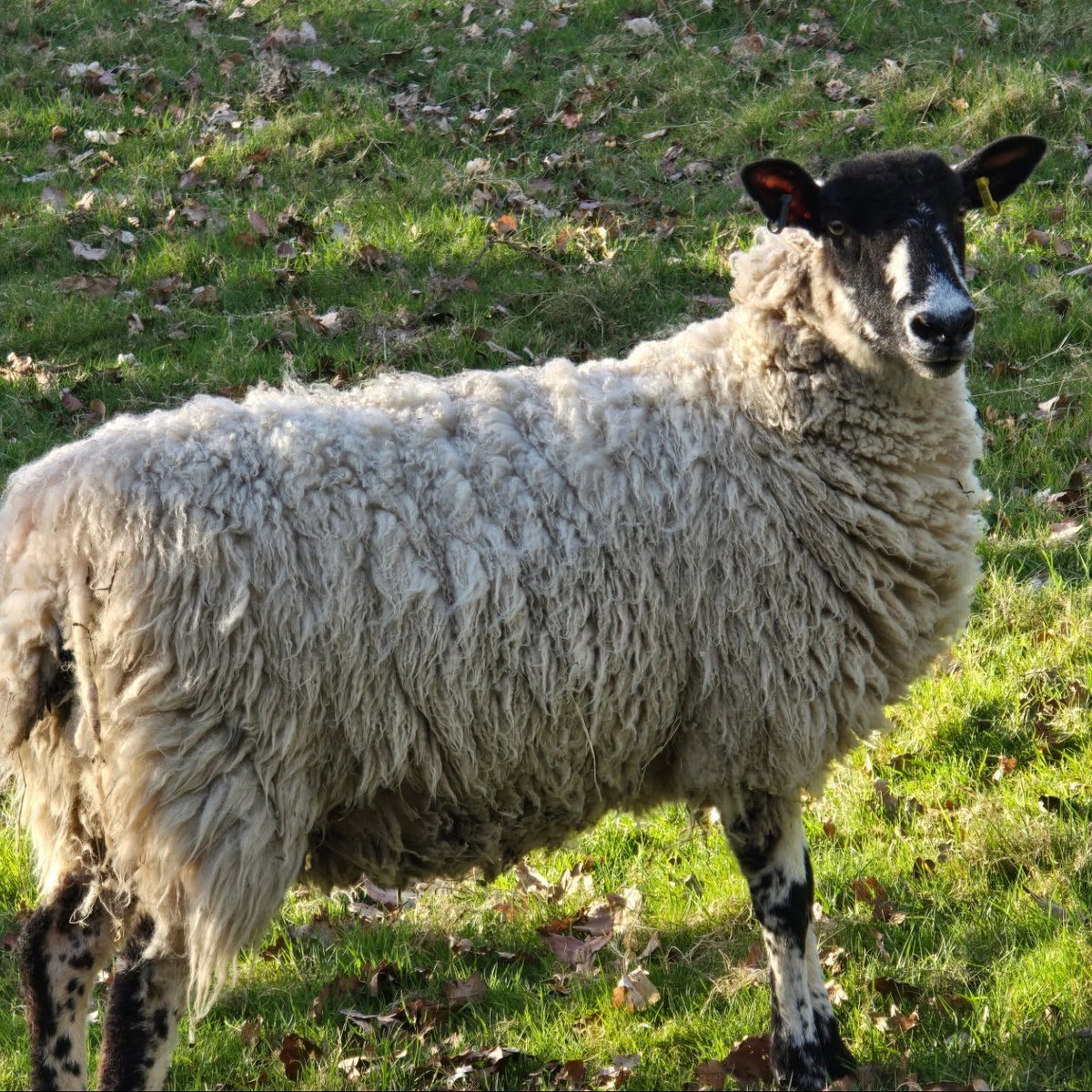 NinaBakiosbcys's tweet photo. March always brings the end of the cold season: more warmth, sunlight, and color in a grey world. From sunrises to sunsets, nature reclaims the world—featuring Shaun the Sheep. https://t.co/RIWoLGBq95