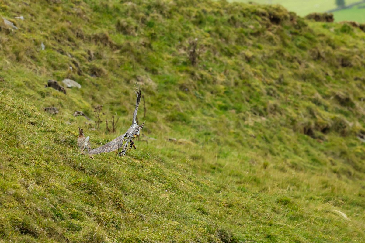 Gsxr1000UKKO's tweet photo. Been out with an old friend :)
#goshawk #bop #falconry https://t.co/3GamkgT0AS