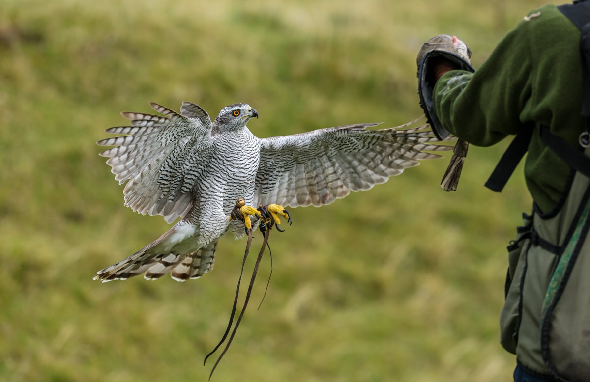 Gsxr1000UKKO's tweet photo. Been out with an old friend :)
#goshawk #bop #falconry https://t.co/9RT9FtPXxx