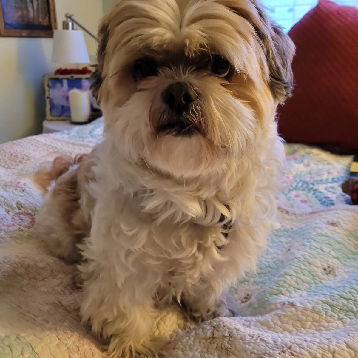ShandiAttezo's tweet photo. My guard dog! https://t.co/E79uPZ44qn