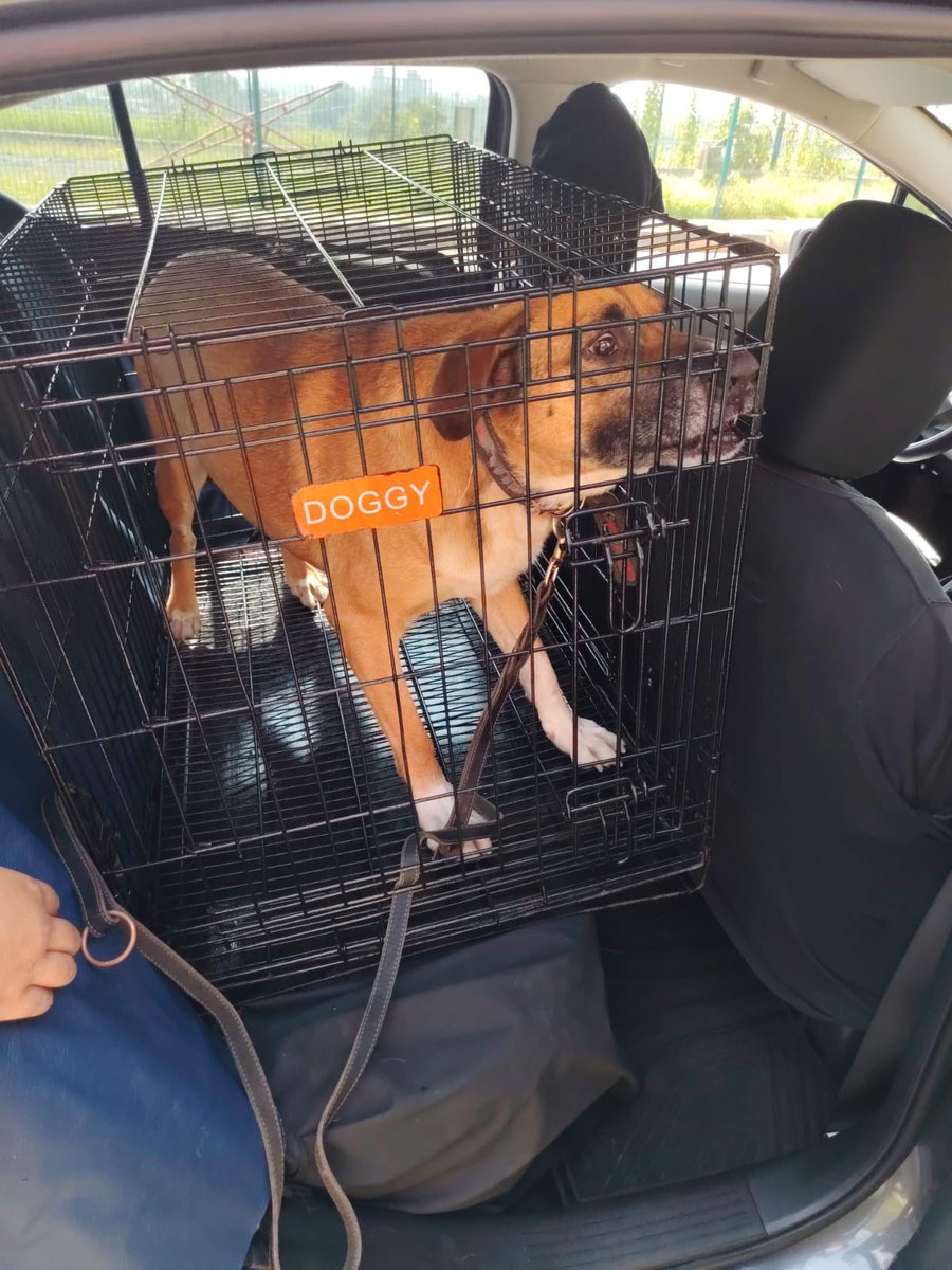 HELA_MORE's tweet photo. Seguro ya no recuerdan a Ruperto,lo compartimos desde hace varios meses con la intención de que alguien decidiera ayudarlo o adoptarlo,desgraciadamente nunca llegó esa persona.💔

Les habíamos contado que su vida corría peligro pero en ese momento nosotros no pudimos hacer nada,le dijimos a la persona que lo tenía que nos tenía que dar un tiempo para poder recibirlo nosotros.

Hoy fuimos por Ruperto y ya va camino a la pensión,nos urgen padrinos para pagar su pensión y traslado por favor.