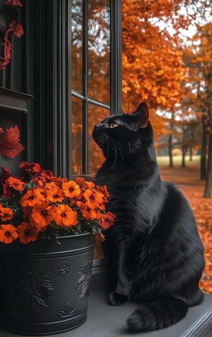 UMindforum's tweet photo. #autumnvibes #autumncat 🍁🍂 https://t.co/cSNsfk0wnY