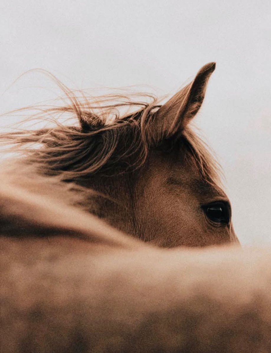 sabrineshiva's tweet photo. Équitation ❣️ https://t.co/9VWy1ssDF8