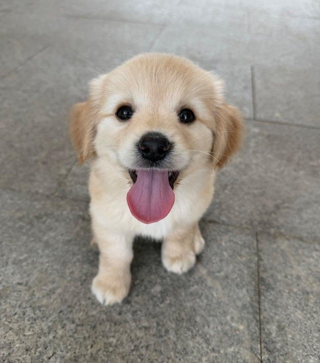 Loreen33766646's tweet photo. I met a cute dog. What breed is it？ https://t.co/cV9gyKRbDF