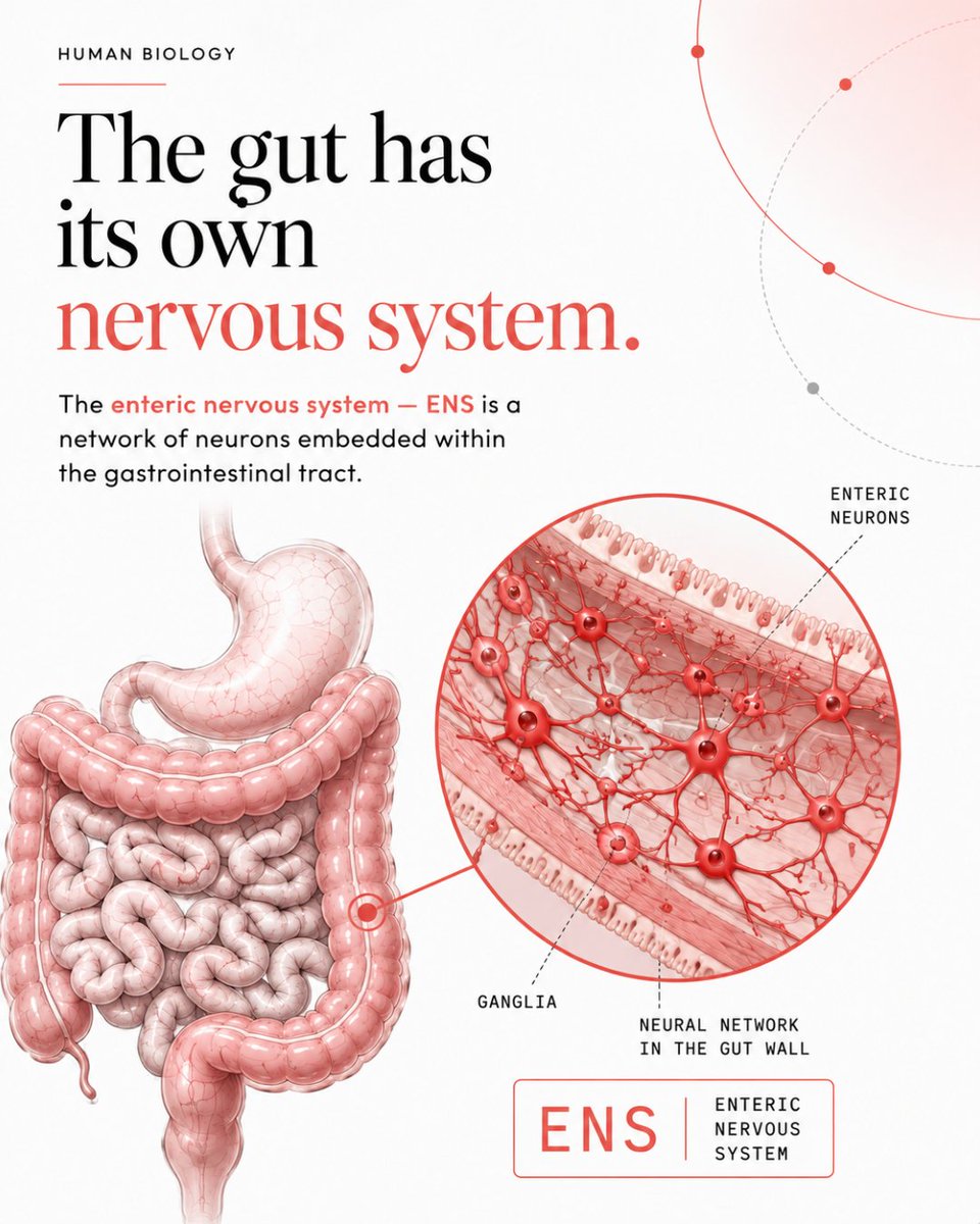 OmniaHealthS's tweet photo. 1/6 
Your gut has its own nervous system.

The enteric nervous system (ENS) is built into the gastrointestinal wall — not simply made of nerves arriving from the brain. https://t.co/9xS41pbI0S