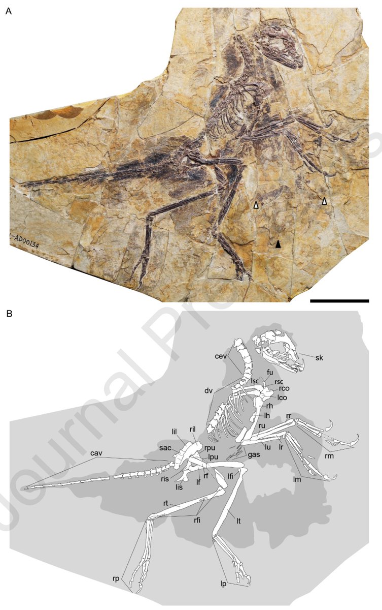 NatSciChannel's tweet photo. 🚨NEW STUDY DROP🚨

Eosinopteryx is an anchiornithid named in 2013. A new re-evaluation and full redescription of the holotype finds it shares almost all features with Anchiornis, and is therefore most likely a synonym.

🎨:  Tuomas Koivurinne https://t.co/M5c8NT3sBx