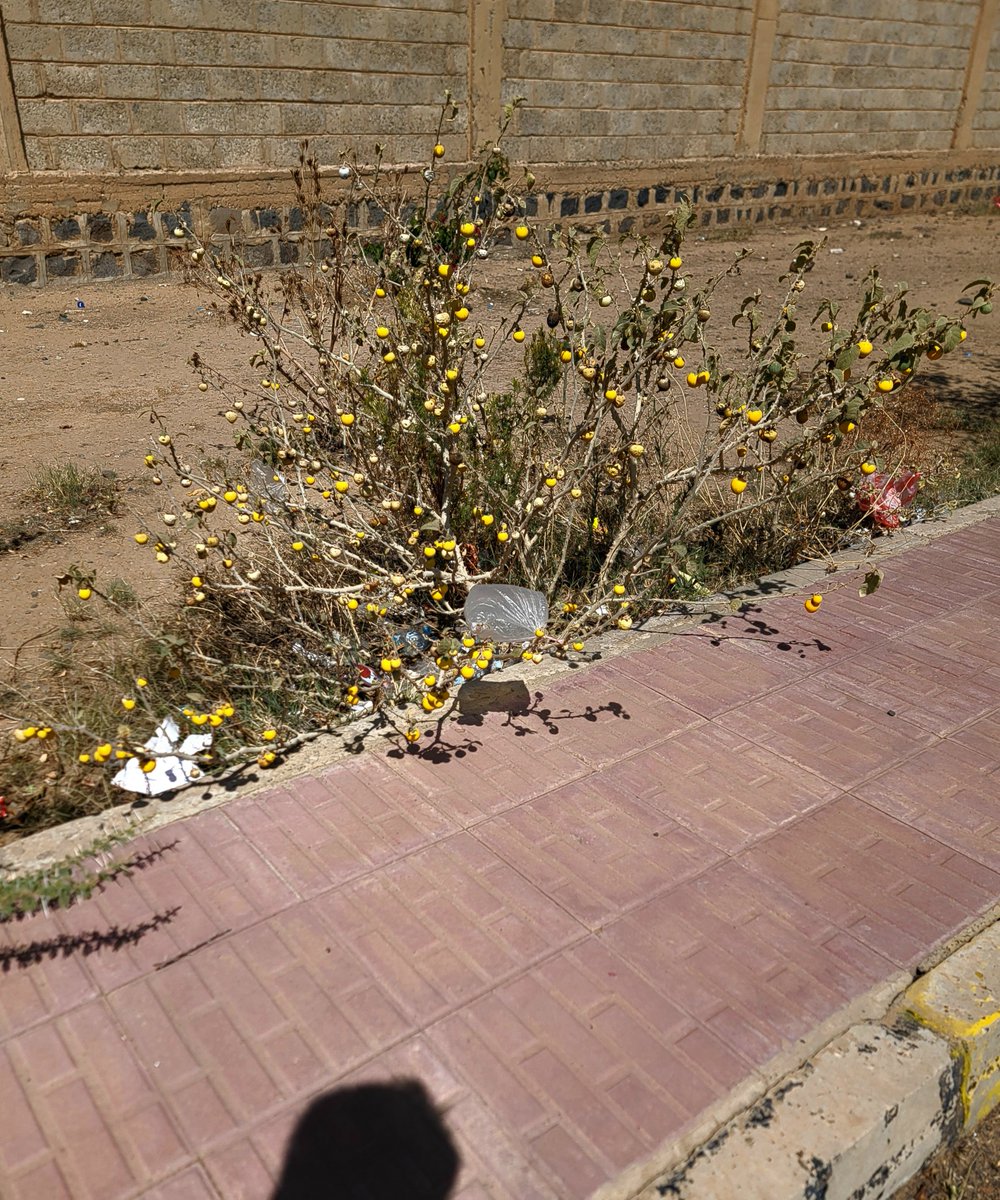 DarioGTM_io's tweet photo. هلا @grok

وش نوع هذه النبتة الغريبة؟ 

وهل ثمرتها مفيدة للبشّرة وتقليص الوزن الزائد؟!.... https://t.co/RoWwPLY6Gm