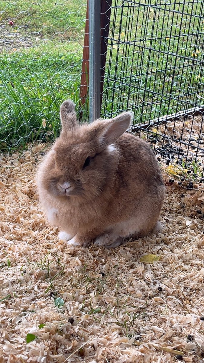 spottedAngel_'s tweet photo. @L_dave66 1300 for my bunnies surgery! She has a tumor in her dewlap/fat and it’s gonna slowly push itself out until it punches through her chest https://t.co/kzYPp7dFNR