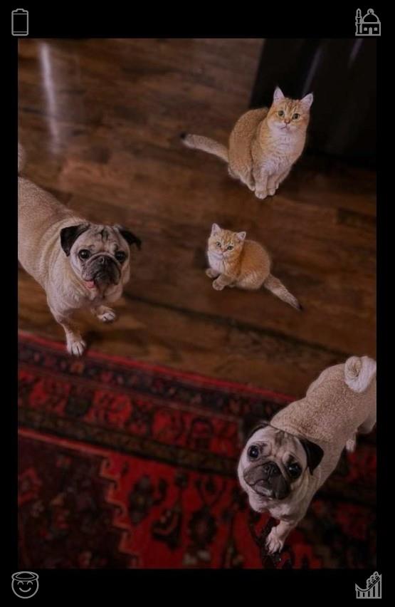 WoodsSinging's tweet photo. Whenever my friend departs, Buddy barks and follows them right to the door. His tail wags in what seems like a farewell, then he dashes back to me and nudges my hand with his nose. He enjoys having visitors, yet he's equally pleased to have me all to himself once more.🤩Cherry v https://t.co/cnGAnBegr4