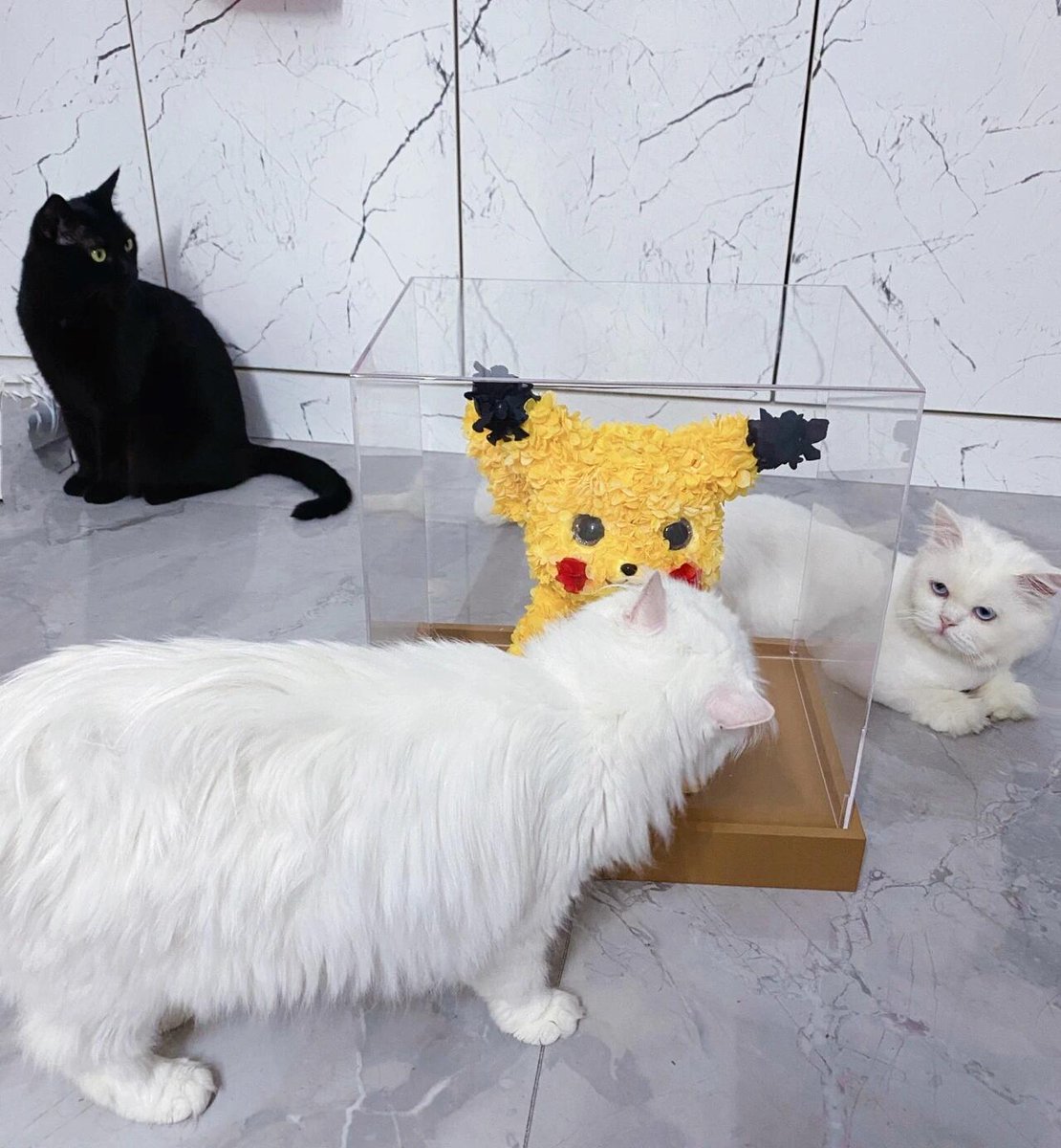 Asia__Alpha's tweet photo. 💛Pikachu💛Pika Pikachu! A new member to our family. Thinking about what to name them… Our three cats 🐱 are curious about everything new… https://t.co/nKgmA2MoWm