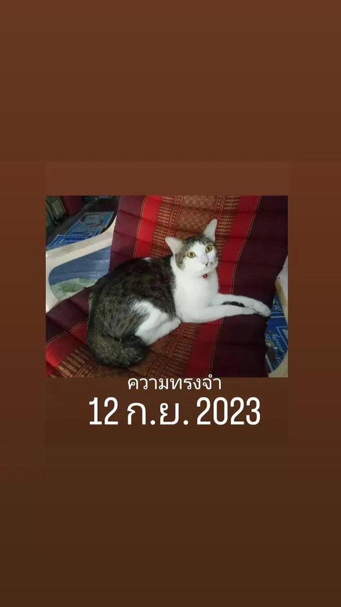RidthirodKom85's tweet photo. old pictures of cats from many years ago https://t.co/IzKrBNxkXE