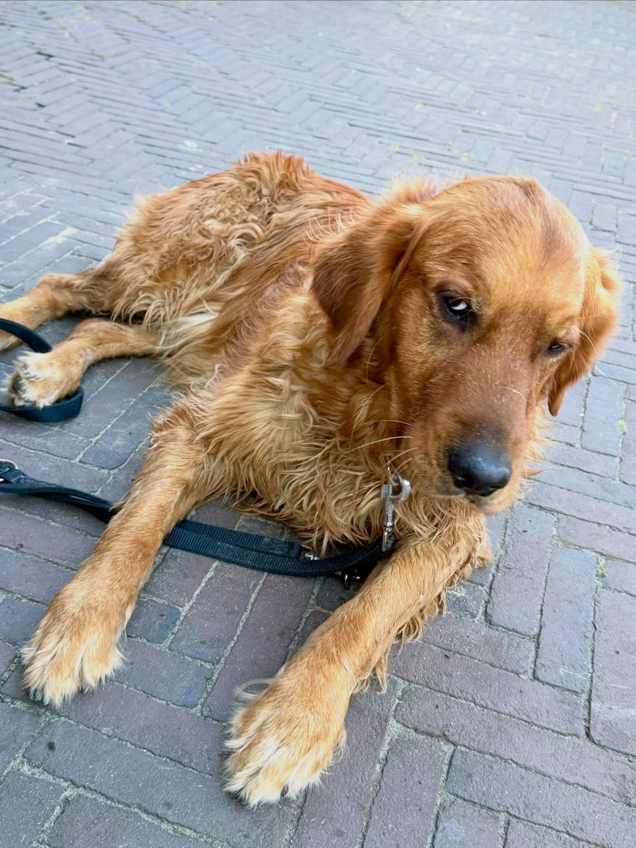 WarrenHalama's tweet photo. Original Huginger

Hello, furry friends! Today we’re bringing you some beach vibes with the unmistakable and unique facial acrobat! Which photo is your favorite? Have a great day

Sea time | Noordwijk | unwind | together | beach for a day | enjoy | https://t.co/Qq6RUBvaxv