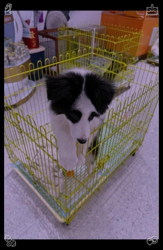 Humbleddon's tweet photo. Puppies share trivial delicious food joy with people, simple and easy to satisfy. Their happy eating appearance doubles the happiness of daily food.🛰Strawberry cream pie https://t.co/8B8oOjSDJN