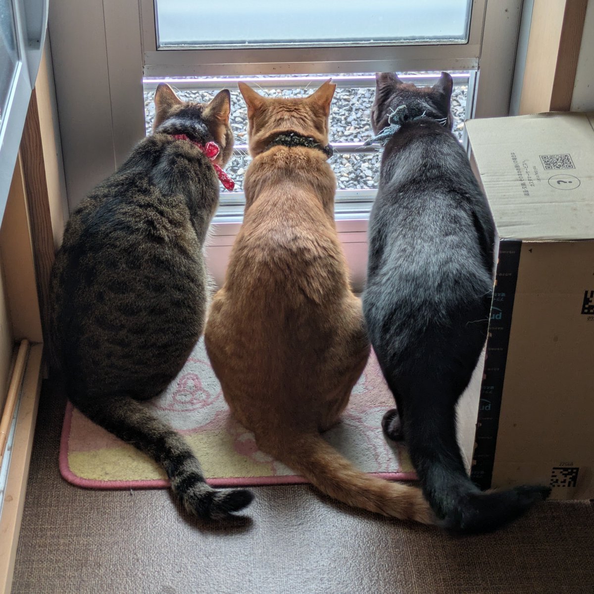 KKaharu's tweet photo. ｫﾊﾖｩ〜ｺﾞﾁﾞｬﾘﾏｽ(っ﹏-) .｡o

久し振りに揃った(*´艸｀*)

#Cat #猫 #ねこ #にゃんこ #ぬこ
#くろねこ #黒猫 #黒銀(クロガネ)
#ちゃとら #茶虎 #夜橙(ヤマト)
#きじとら #雉虎 #橙青(トア) https://t.co/Fd9LClld7j