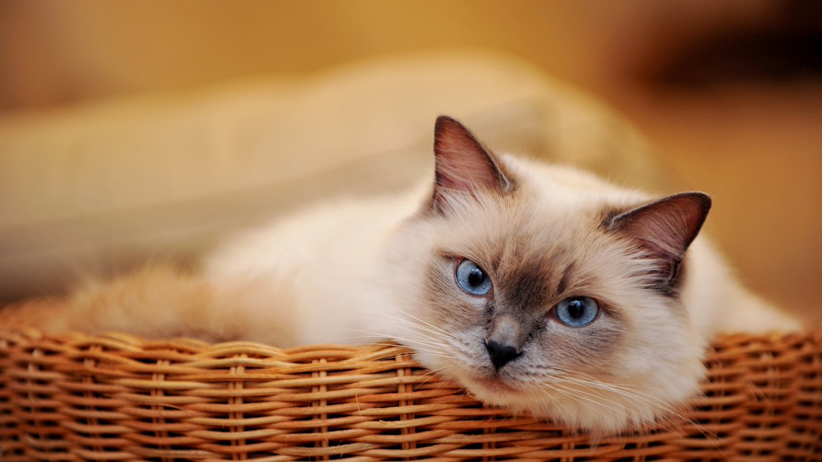 mainh623068's tweet photo. Just found out my team’s “urgent” project report for the client was accidentally saved as a cat video draft by our intern. Now the client keeps asking for the “cute bonus content” every 2 hours. Who’s stealing my job as the office comedian https://t.co/Y0hEi4zYHv