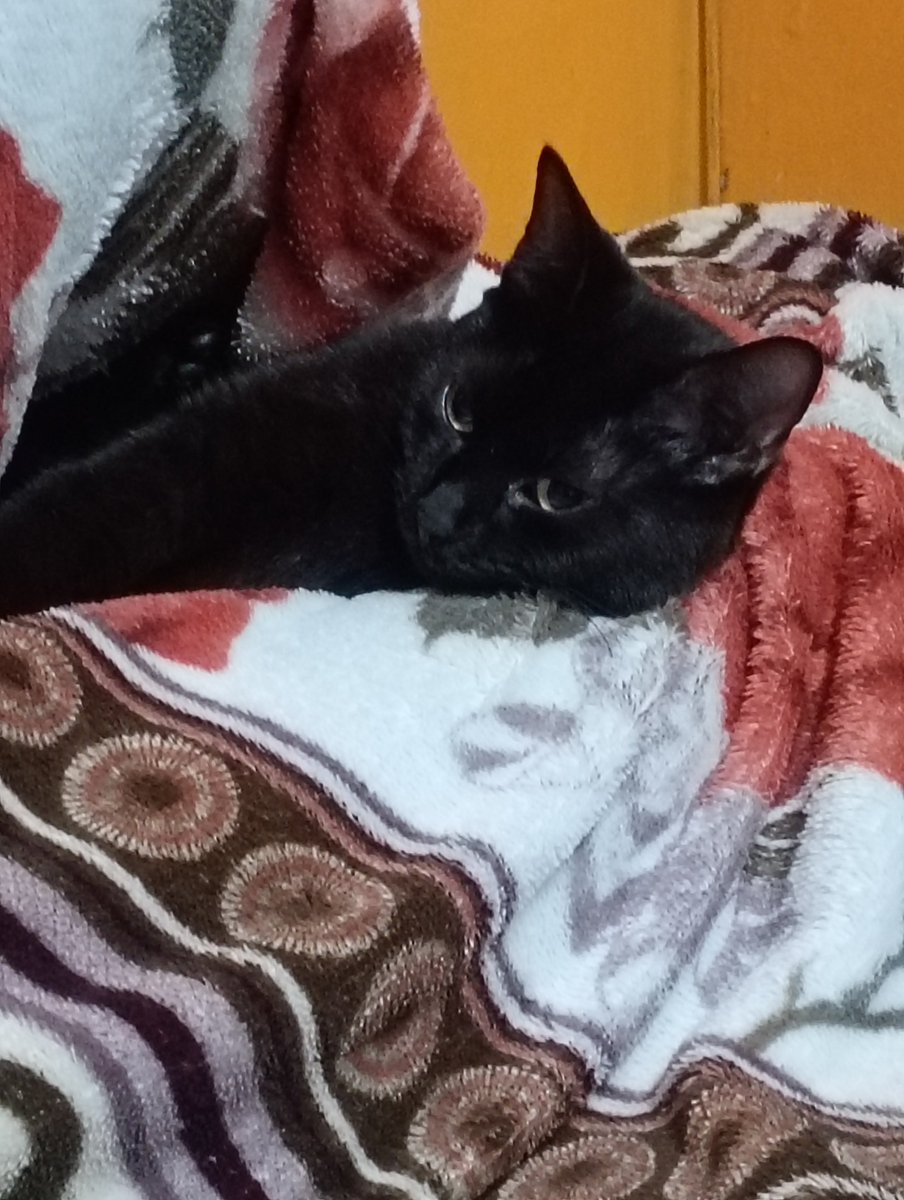 _lov3cafe's tweet photo. @Acervoumbreon Minha Umbreon https://t.co/XfI4RatT7R