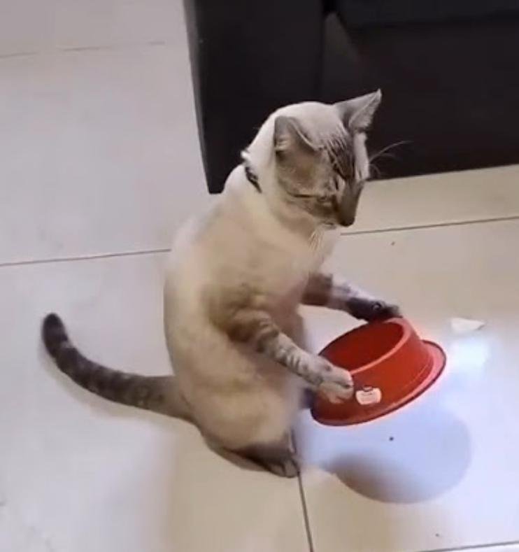 vlwdonajoyce's tweet photo. @mayarao7_ Poxa mim dá um pedaço de bolo ? 😞 https://t.co/uANgDAeFg5