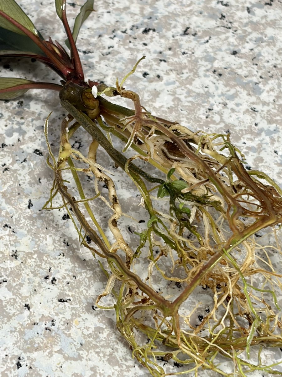 Buce1293588's tweet photo. こんな所に芽吹いてしまったら、どうします？見なかった事にして植え替えました、、、。#bucephalandra https://t.co/ioJhPSqxPt