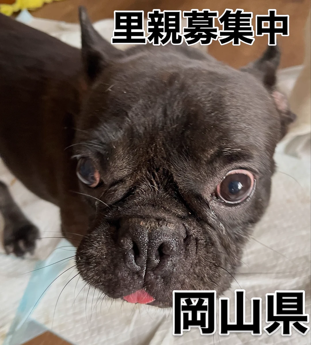 ハンドメイド ボタンの狼 里親 募集中 Dog and Cat CASSY on X: 