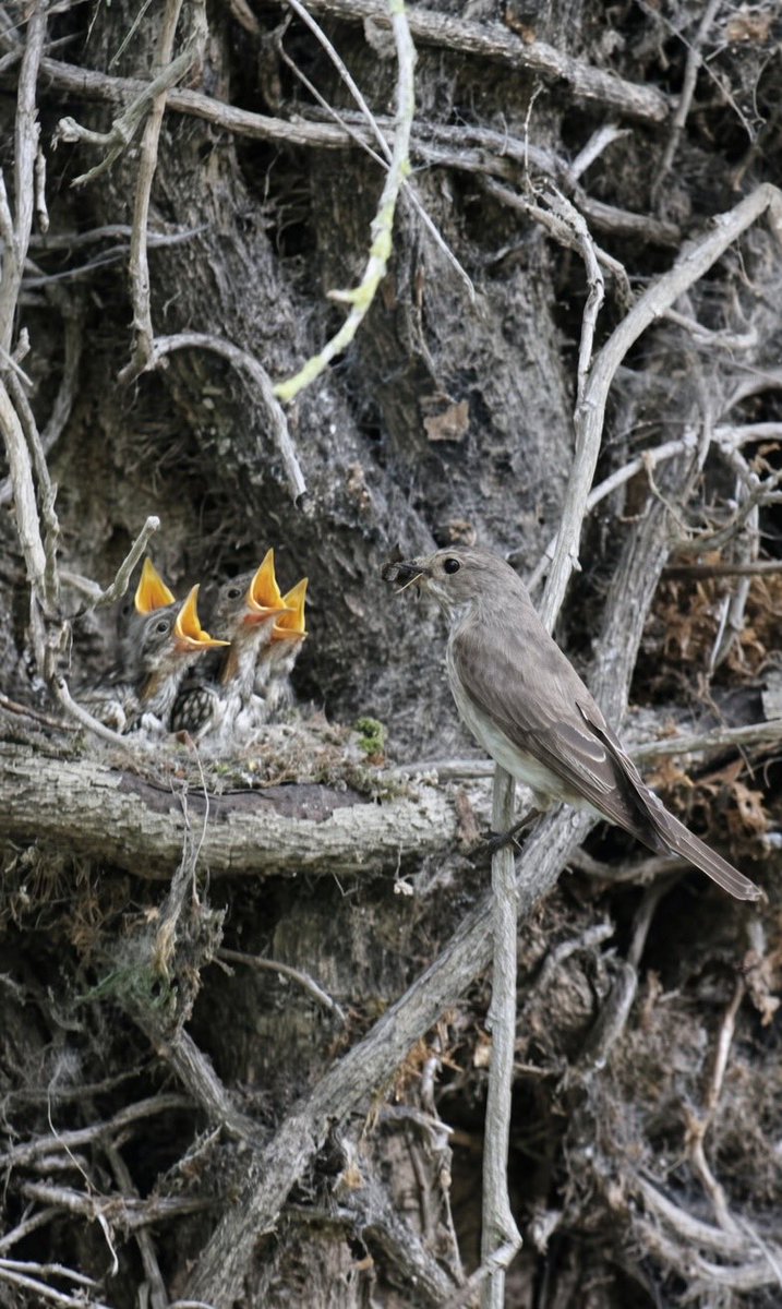 ScarecrowNeste1's tweet photo. Started writing our #SpotFly report
and have already managed 2K words
I’m amazed to learn about a “Sustainability Threshold”
ie, every pair needs to fledge 3 young a year (yes, per year, not per brood) 😳
Some are thriving up here, fledging 9 from 2 broods 😊
#spotfly26 https://t.co/gXcTtXe1SR