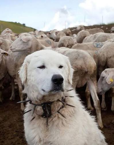 Tonii_Ortizz's tweet photo. yo soy el collar anti lobo https://t.co/S153MsHNAO