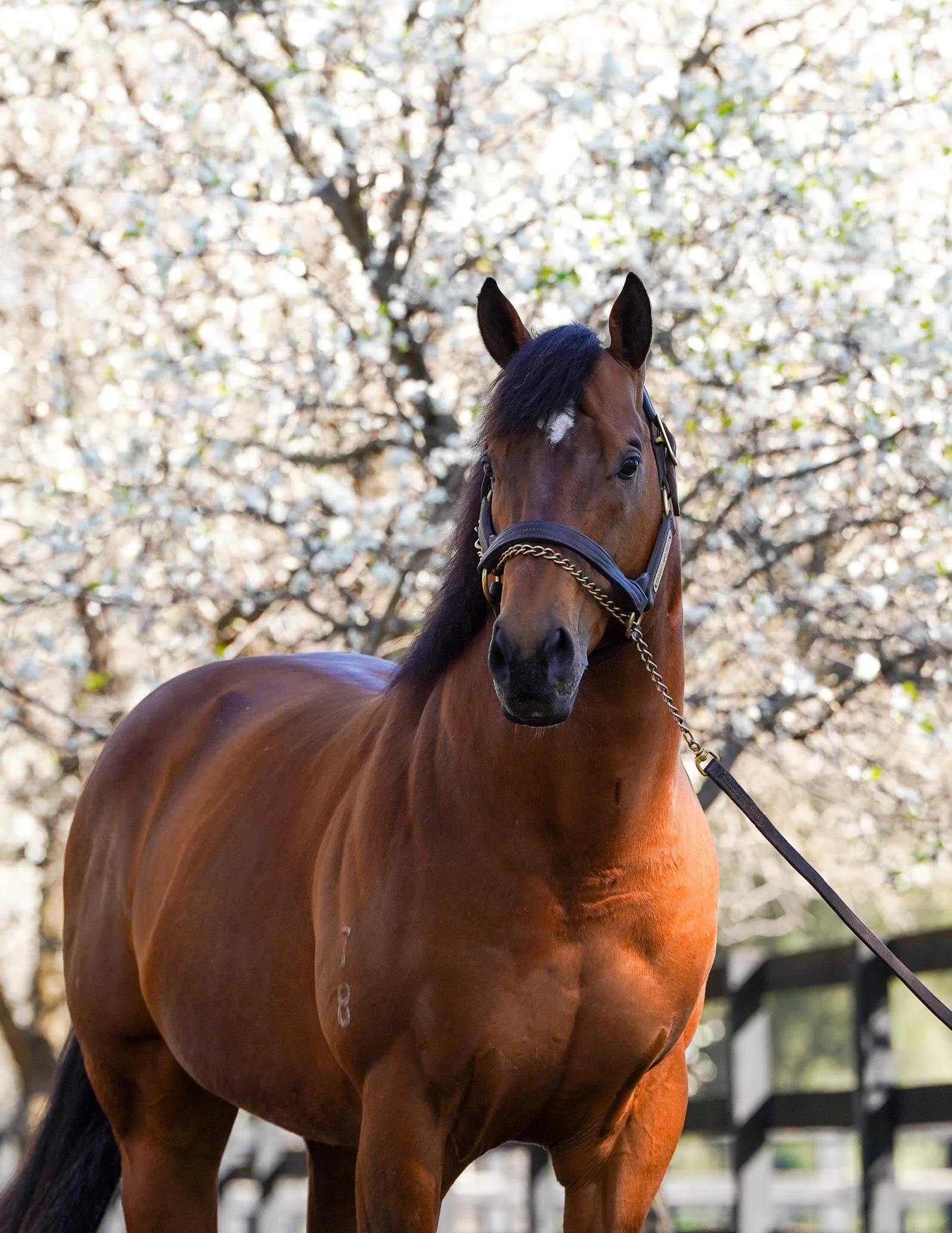 【非売品】クールモア・スタッド (海外競馬・種牡馬) イングリス on X: 